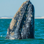 gray whale mag bay