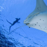 snorkeling with manta rays in Revillagigedo Islands