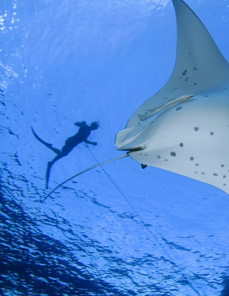 snorkeling with manta rays in Revillagigedo Islands