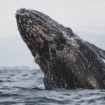 gray whale mag bay trip