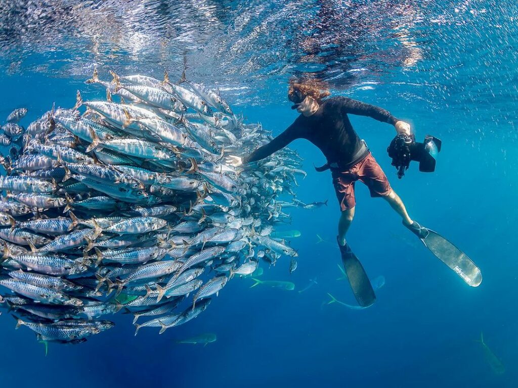 dive with bait balls in magdalena bay