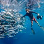 dive with bait balls in magdalena bay