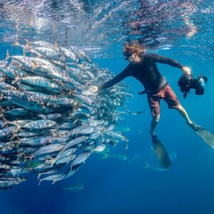 dive with bait balls in magdalena bay