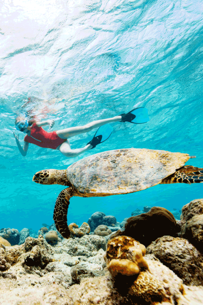 sea turtles snorkel sea of cortez