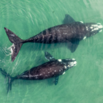 gray whale mag bay ventana travel