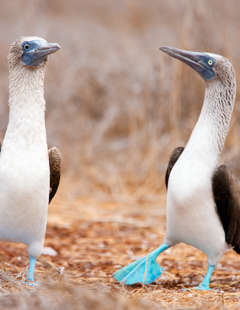 blue footed boobie baja south ventana travel