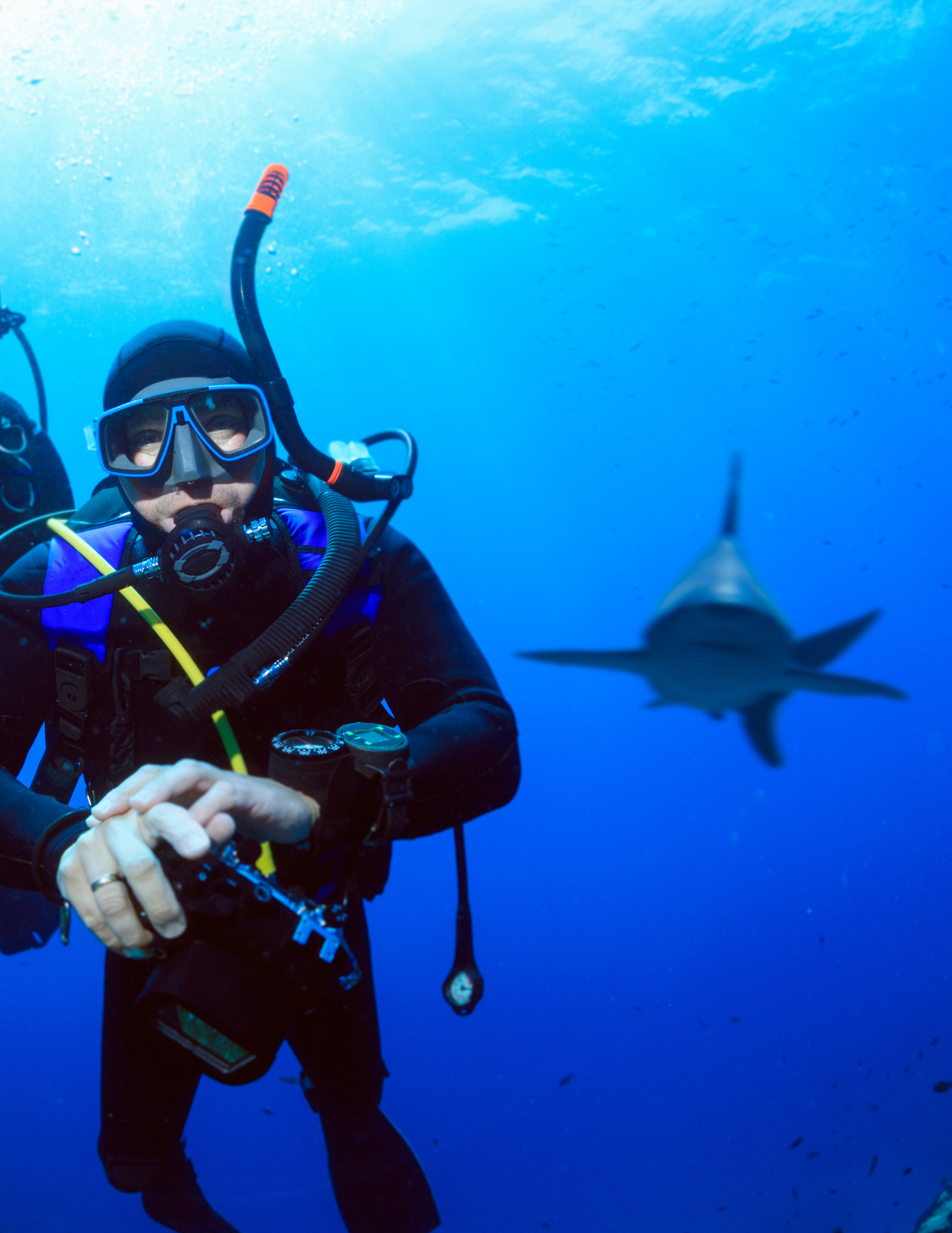 scuba with shark Revillagigedo Islands