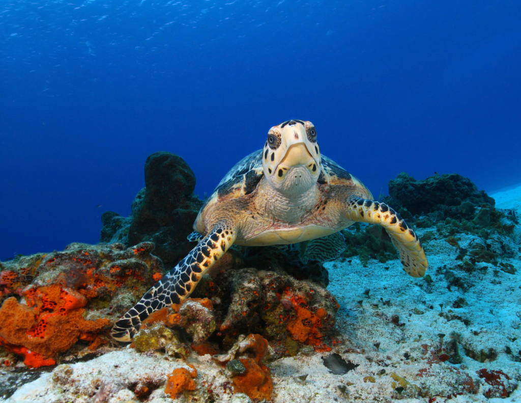 turtle swimming baja south ventana travel