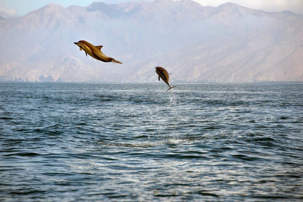 dolphins sea of cortez liveaboard ventana travel