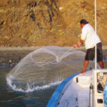 flyfish in baja california sur net