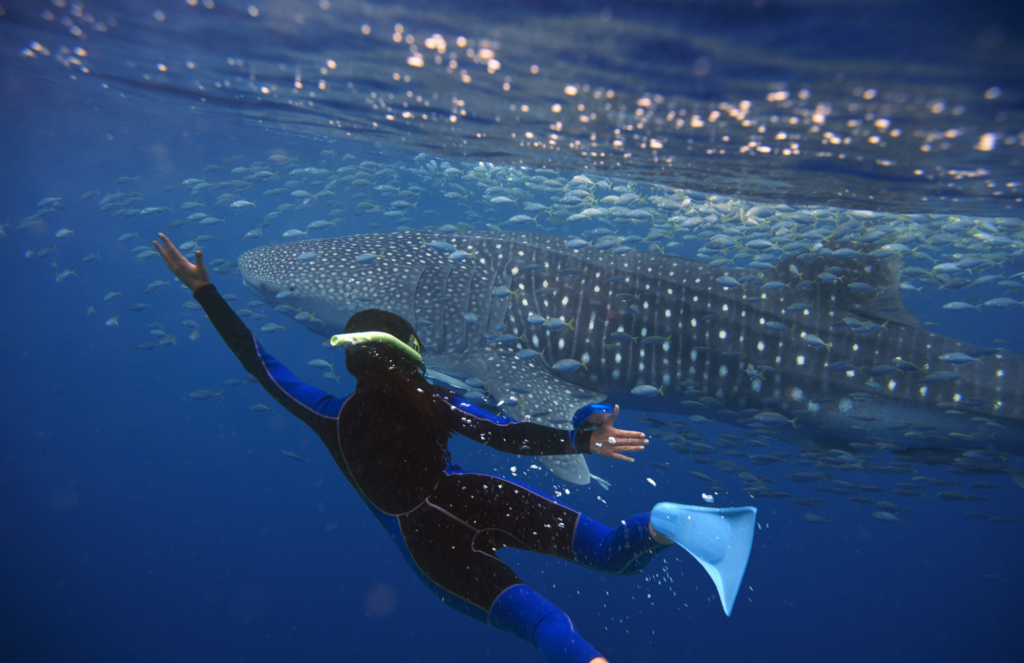 swimming with whale sharks la paz baja ventana travel