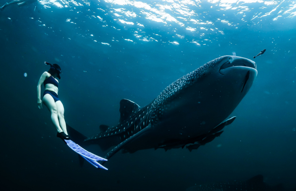 gray whale swimming snorkeling la paz ventana travel