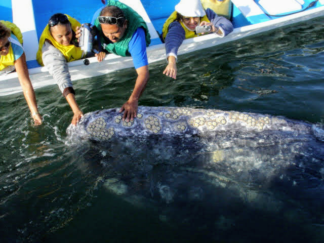 gray whales in magdalena bay ventana travel