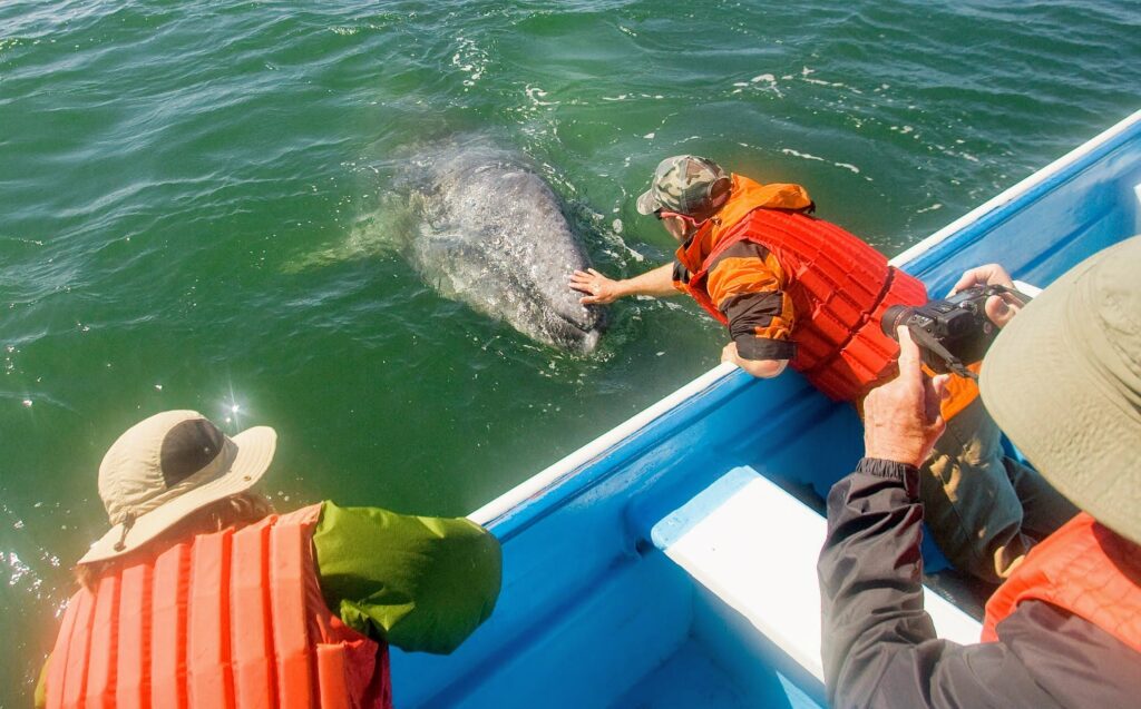 gray whale petting magdalena bay unesco site ventana travel