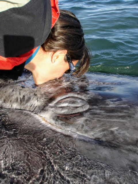 gray whale kiss magdalena bay baja ventana travel