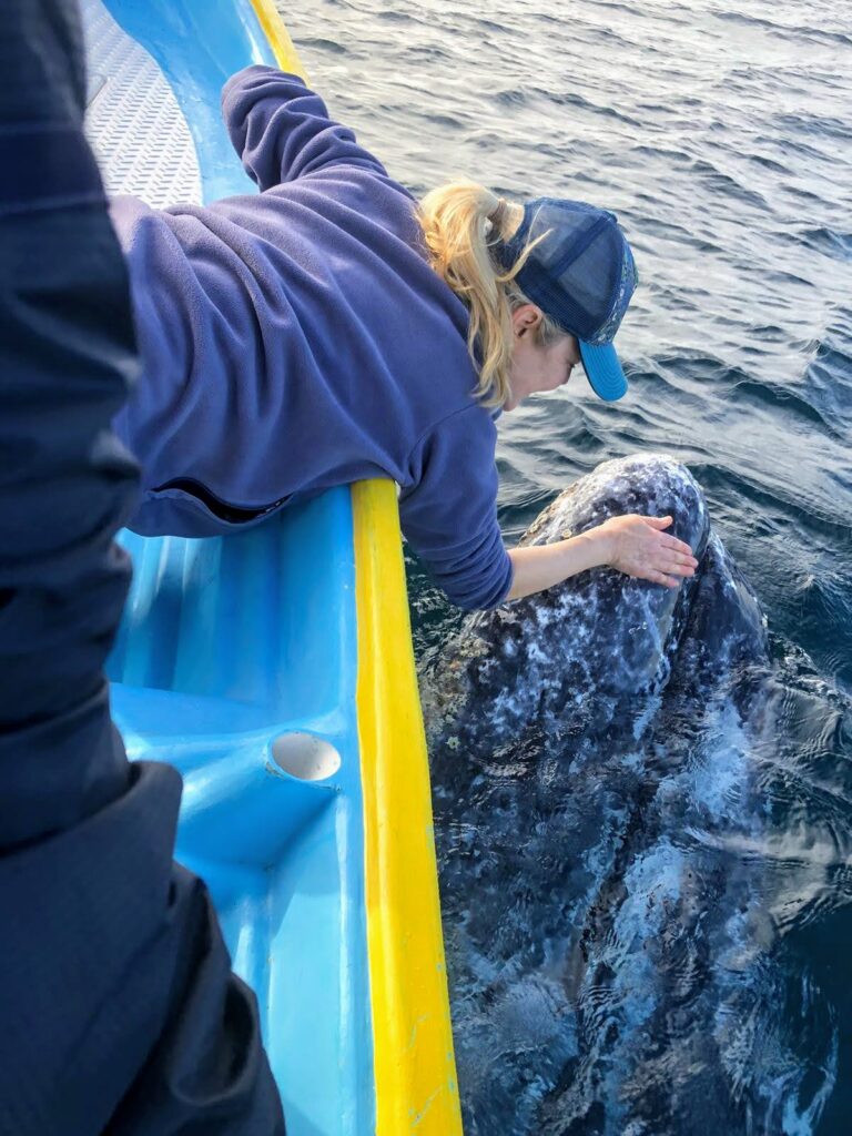 gray whale petting from boat magdalena bay baja ventana travel