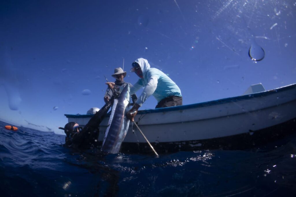 great guides and captains magdalena bay spearfishing