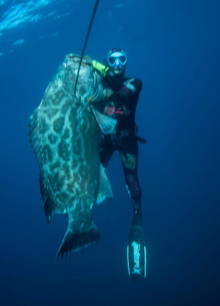 big grouper spearfishing mag bay ventana travel